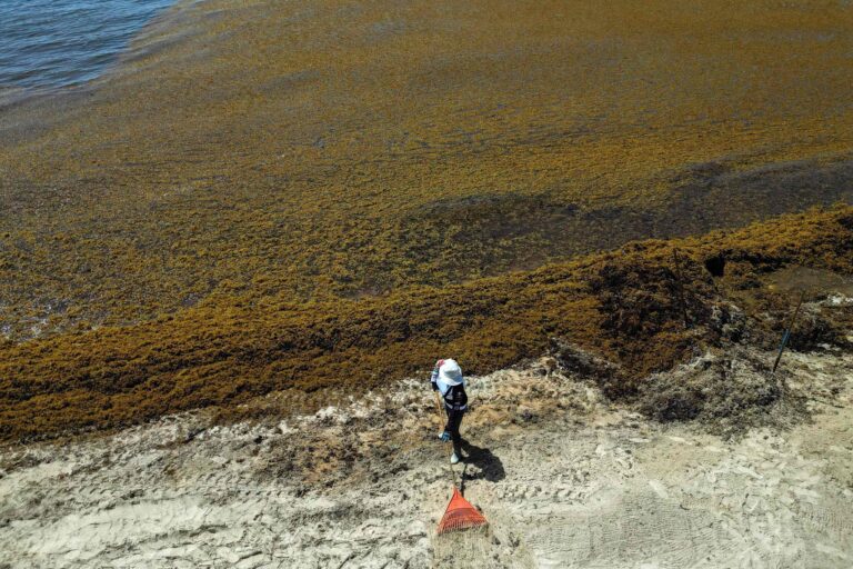 La batalla de México contra el sargazo: playas desiertas y un futuro incierto