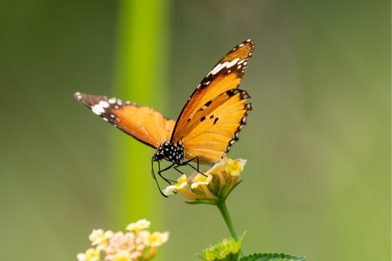 Descubre el Significado Oculto de una Mariposa Naranja en Tu Hogar