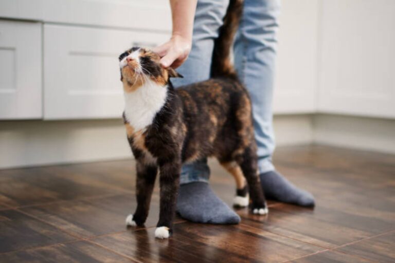Entendiendo a tu gato: claves para una convivencia armoniosa