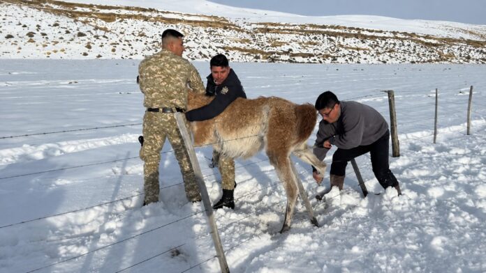 Un Gobernador Libera un Guanaco y Resalta la Superpoblación de la Especie en Santa Cruz