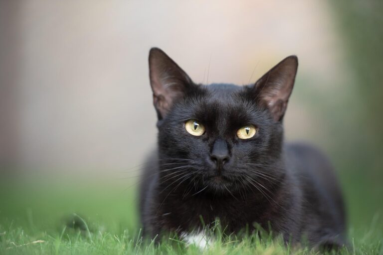 Gatos Negros: Mitos y Realidades sobre su Comportamiento