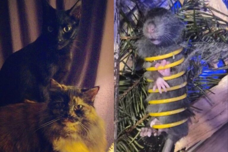 Gatos salvan el día: descubren a un ratón atrapado y sorprenden a su dueña