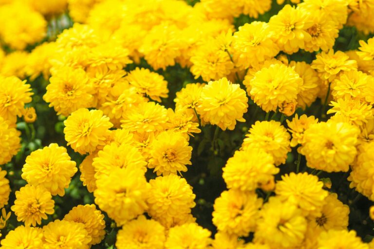 El Fenómeno del Día de las Flores Amarillas en Argentina: Una Tradición que Crece