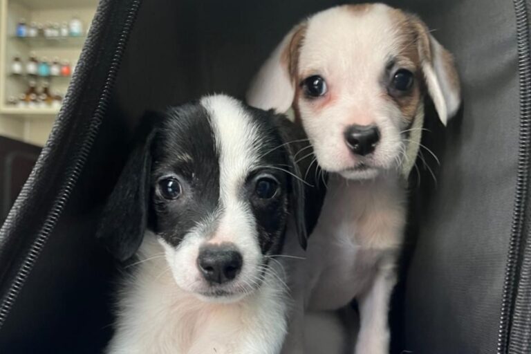 Pixie y Polina: Las Hermanitas que Buscan un Hogar Amoroso Juntas