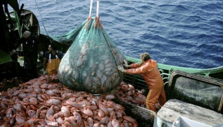 El auge de la pesca en julio: un crecimiento del 300,2% interanual