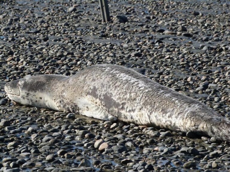 Confusión en Santa Cruz: Avistamiento de una foca leopardo genera alerta