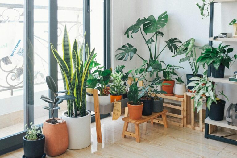 El auge de las plantas en el hogar: una conexión emocional con la naturaleza