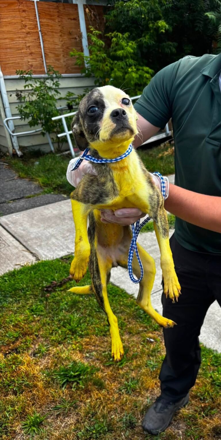 Una perrita rescatada sorprende con su inusual pelaje amarillo