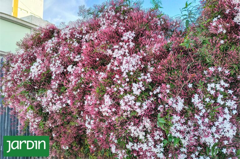 Colores y Aromas: Las Plantas que Florecen en Esta Temporada