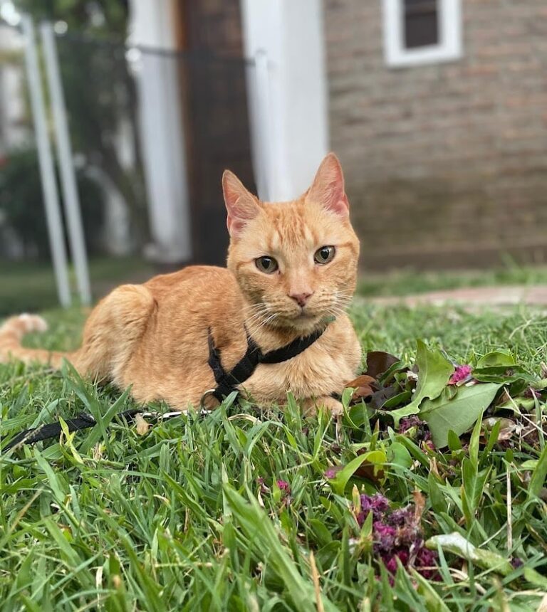 Una adopción que transformó vidas: la historia de Carolina y Felipe, el gato que llegó para quedarse