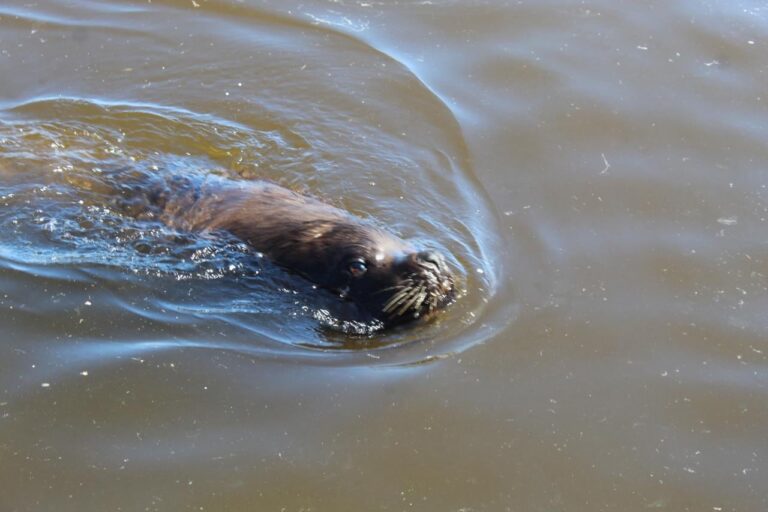 Impactante liberación de lobos marinos en las costas argentinas