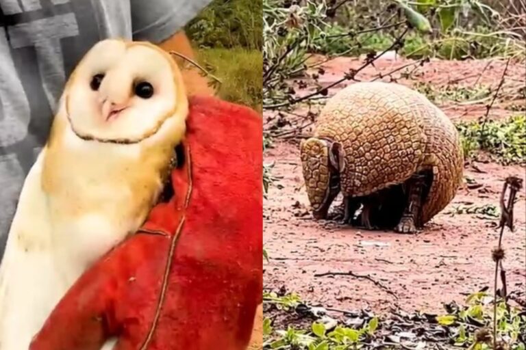 Emotiva liberación de quirquinchos y lechuzas en un parque de Jujuy