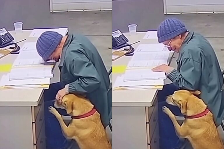 La desgarradora despedida de una abuela y su perro conmueve a las redes sociales