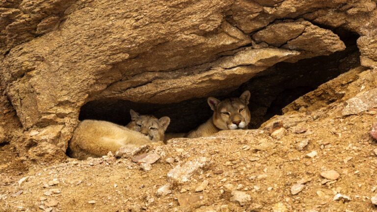 Descubre la Patagonia: La Aventura de Avistar Pumas en la Estepa Invernal