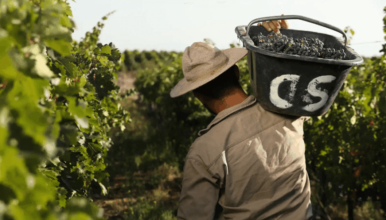 Paritarias Vitivinícolas: Enfrentamiento entre Sindicatos e Industria por Salarios