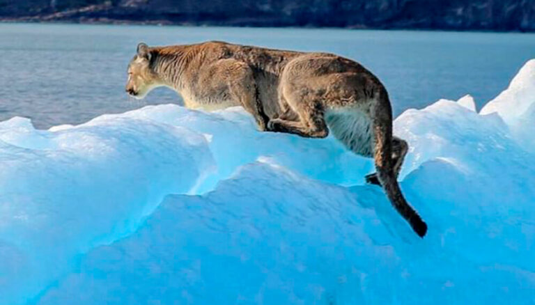 Descubre al Puma: El Rey de las Montañas de América